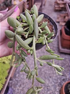 COLAR DE MELANCIA POTE 11