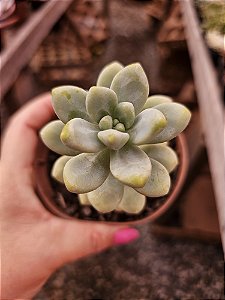 SEDUM CRAVATUM POTE 11