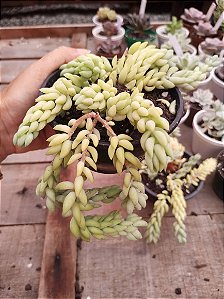 sedum morganianum CUIA 13