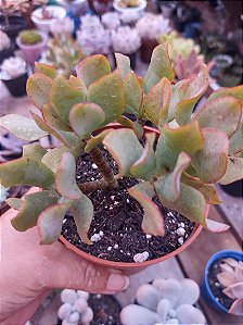 Crassula Arborescens Undulatifolia POTE 11