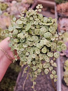 Peperonia casco de tartaruga