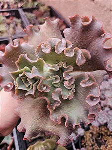 E. CORALLIUM POTE 11