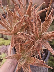 ALOE HIBRIDA LARANJA matriz