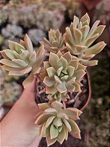 Híbrida Douglas Huth POTE 11