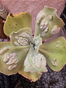 E. BARBILLUM POTE 11