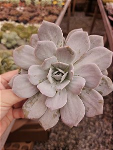 ECHEVERIA CALY ARGENTEA POTE 11