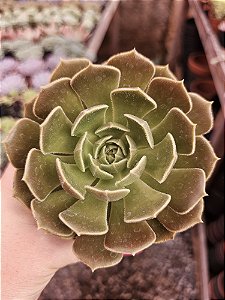 E. brown rose pote 11