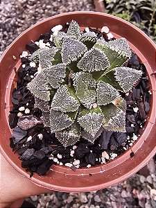 HAWORTHIA KORIZATO POTE 11