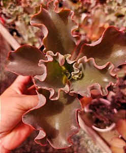 ECHEVERIA SOUVENIR POTE 11