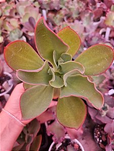 ECHEVERIA LEMON MOUSSE POTE 11