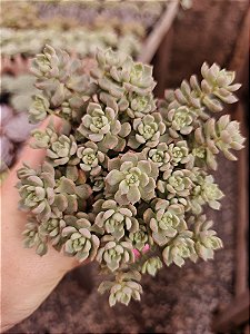 ECHEVERIA QUERENCIA POTE 11