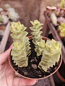 C. PERFORATA VARIEGATA POTE 12