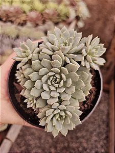 E. Chrissy'n Ryan pote 11