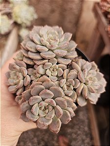 echeveria tinkerbell pote 11