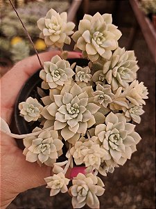 E. Prolífica variegata pote 11