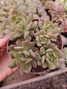 E. News Querencia pote 11