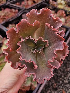 ECHEVERIA MAJOVE POTE 11