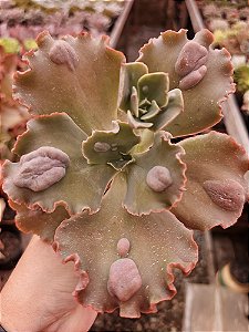 E. Loncomila pote 11