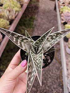 ALOE VARIEGATA POTE 11