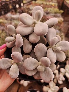 PEDRA DA LUA (Pachyphytum Oviferum)