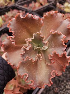 ECHEVERIA HEMATITE POTE 11