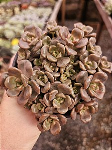 ADRIAN BABALOO COLONIA POTE 11