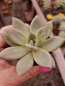 E. champagne pink pote 6