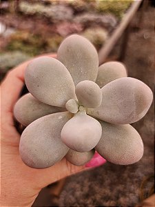 PEDRA DA LUA (Pachyphytum Oviferum)