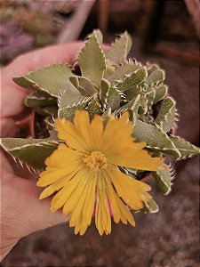 Falcaria tigrina pote 11