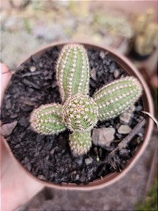 C. AMENDOIM FLOR AMARELA