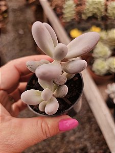 Sedum craigii pote 6