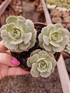 ECHEVERIA GLORIA POTE 11