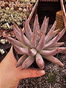 Echeveria unguiculata POTE 11