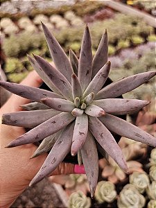 Echeveria unguiculata POTE 11