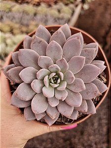 ECHEVERIA LULU POTE 11