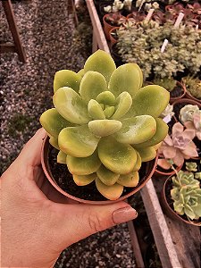 Sedeveria Shangrila Variegata POTE 11