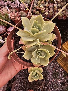 ECHEVERIA JADEITA POTE 11