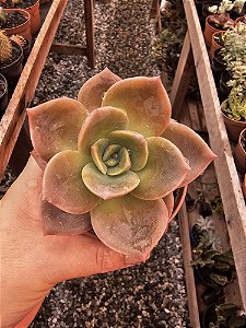 Graptoveria Albert Baynes POTE 11