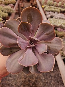 Echeveria Valkyrie Trumpette POTE 11