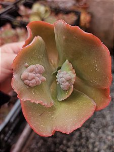 ECHEVERIA BULLARUM POTE 11