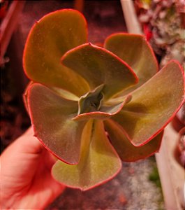 ECHEVERIA BARBILLIUM POTE 11