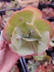 ECHEVERIA RAIN BUMPS POTE 11