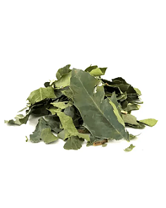 Espinheira Santa Verdadeira