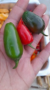 Sementes pimenta jalapeno