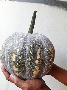 50 sementes de abóbora jacarezinho Baiana ou coração