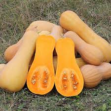 Sementes de abóbora butternut