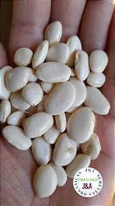 Fava branca 10 sementes grauda