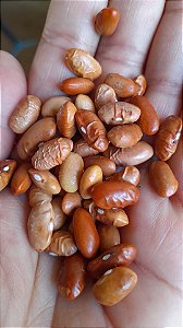 Feijão jalo marrom 35 sementes