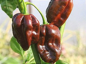 Sementes de Pimenta habanero chocolate