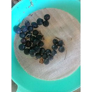 10 sementes  de passiflora suberosa